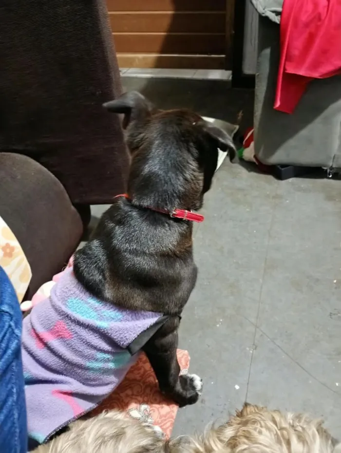 Cachorro raça SRD-ViraLata idade 2 a 6 meses nome Duque