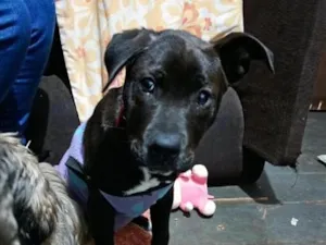 Cachorro raça SRD-ViraLata idade 2 a 6 meses nome Duque