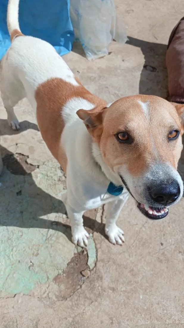 Cachorro raça SRD-ViraLata idade 3 anos nome Thor