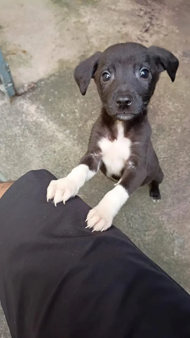 Cachorro raça SRD-ViraLata idade 2 a 6 meses nome Sem nome