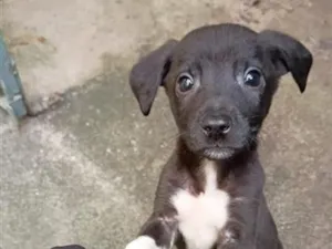 Cachorro raça SRD-ViraLata idade 2 a 6 meses nome Sem nome