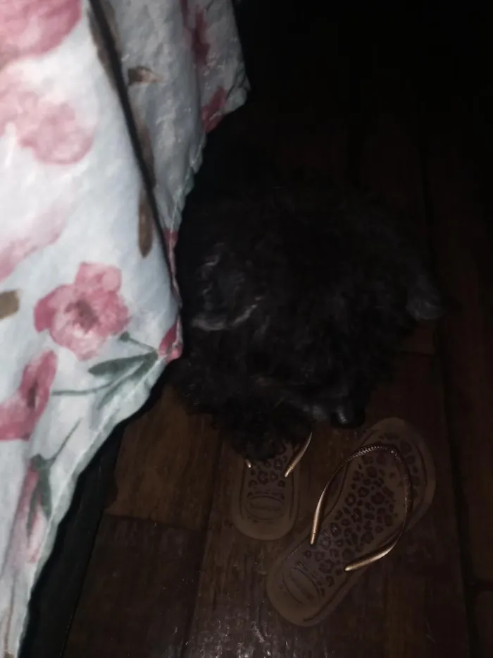 Cachorro raça Poodle idade 6 ou mais anos nome bob