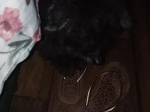 Cachorro raça Poodle idade 6 ou mais anos nome bob