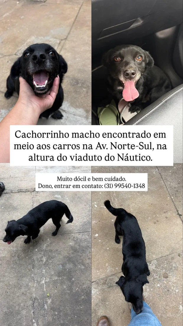Cachorro raça SRD-ViraLata idade 2 anos nome Sem nome 