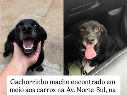 Cachorro raça SRD-ViraLata idade 2 anos nome Sem nome 