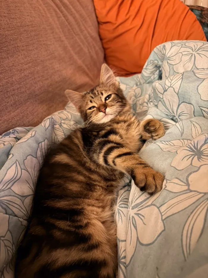 Gato raça SRD-ViraLata idade 2 a 6 meses nome Luigi Beethoven