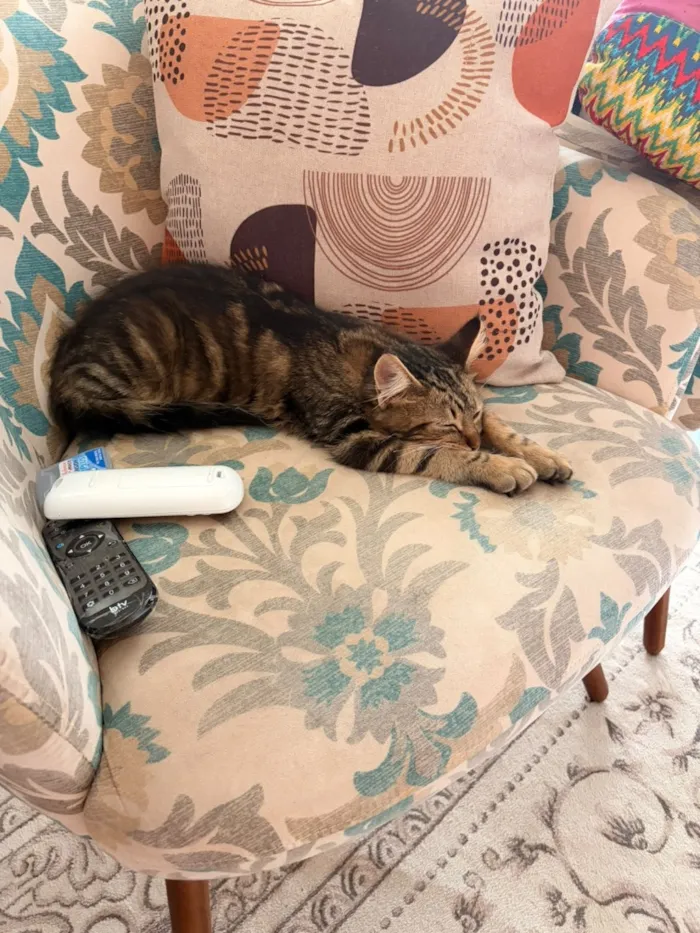 Gato raça SRD-ViraLata idade 2 a 6 meses nome Luigi Beethoven