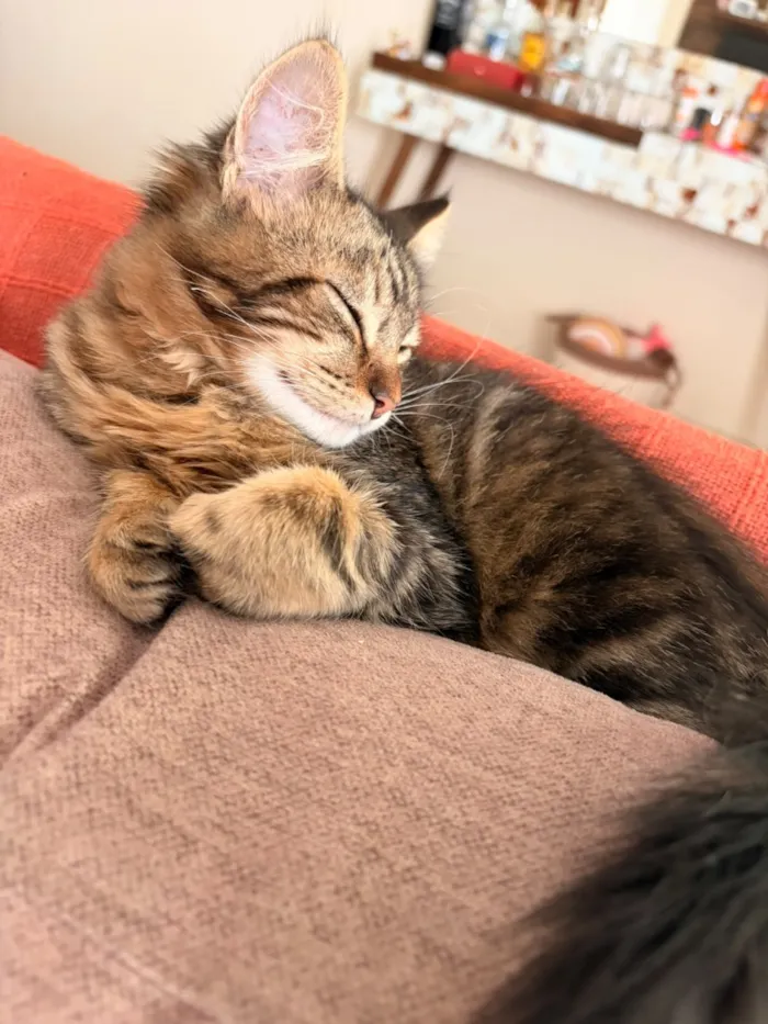 Gato raça SRD-ViraLata idade 2 a 6 meses nome Luigi Beethoven