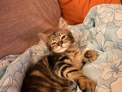 Gato raça SRD-ViraLata idade 2 a 6 meses nome Luigi Beethoven