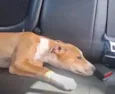 Pipokinha
