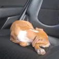 Pipokinha