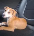 Pipokinha