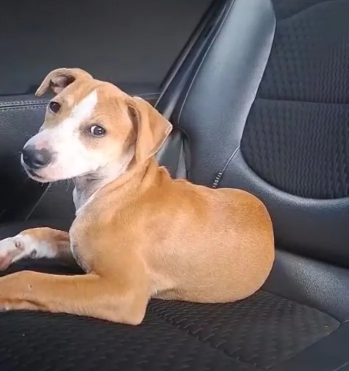 Cachorro raça SRD-ViraLata idade 2 a 6 meses nome Pipokinha