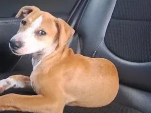 Cachorro raça SRD-ViraLata idade 2 a 6 meses nome Pipokinha