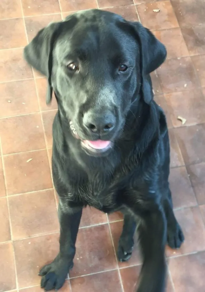 Cachorro raça Labrador idade 6 ou mais anos nome Bolt
