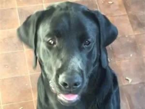 Cachorro raça Labrador idade 6 ou mais anos nome Bolt