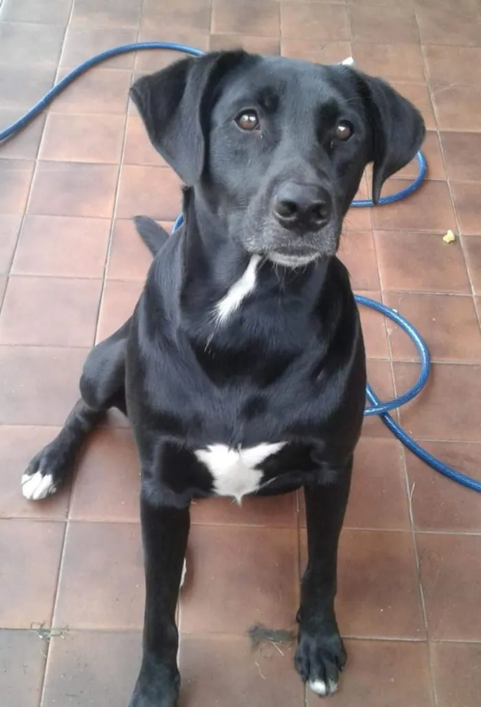 Cachorro raça SRD-ViraLata idade 6 ou mais anos nome Billy