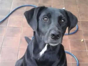 Cachorro raça SRD-ViraLata idade 6 ou mais anos nome Billy