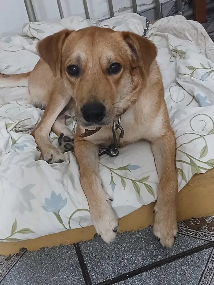 Cachorro raça SRD-ViraLata idade 1 ano nome Juninho