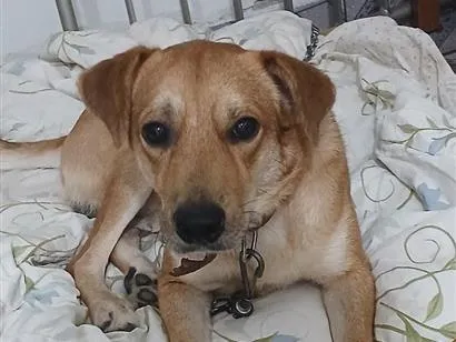 Cachorro raça SRD-ViraLata idade 1 ano nome Juninho