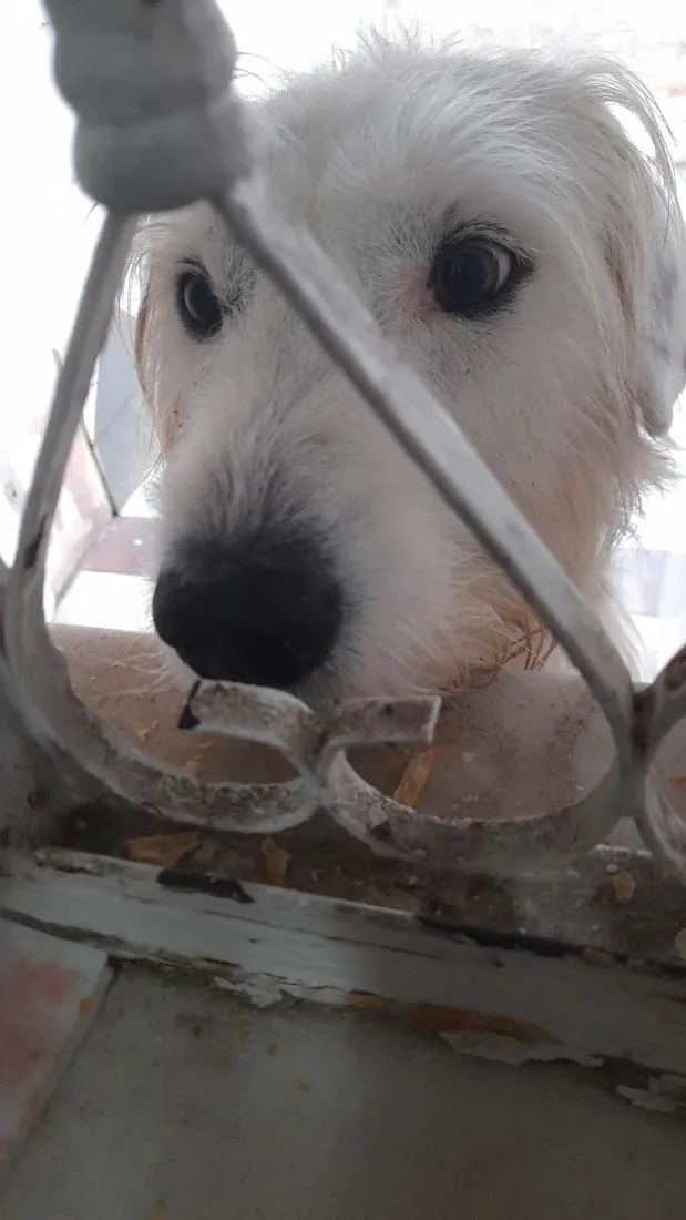 Cachorro raça SRD-ViraLata idade 2 anos nome max