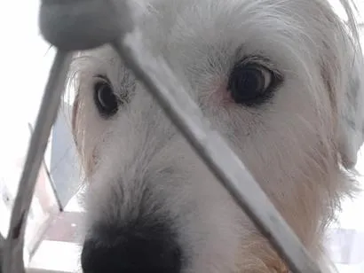 Cachorro raça SRD-ViraLata idade 2 anos nome max