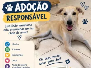 Cachorro raça SRD-ViraLata idade 2 a 6 meses nome Sem nome