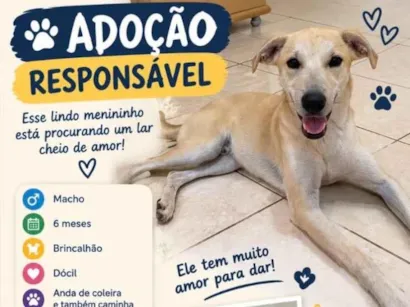 Cachorro raça SRD-ViraLata idade 2 a 6 meses nome Sem nome