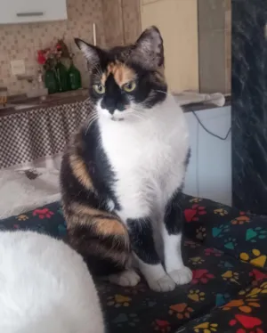 Gato raça SRD-ViraLata idade 1 ano nome Marie, Jade e Safira