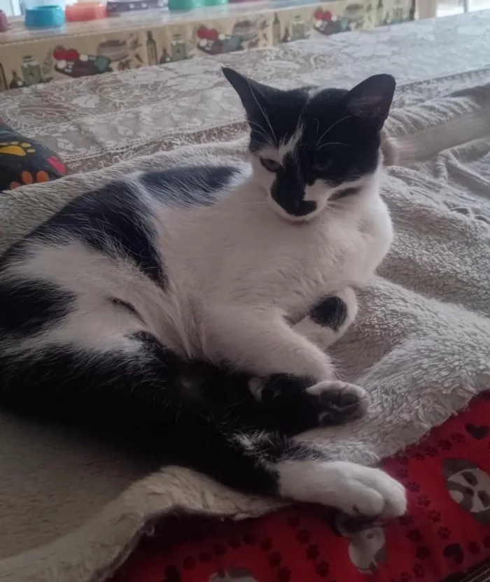 Gato raça SRD-ViraLata idade 1 ano nome Marie, Jade e Safira
