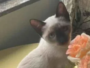Gato raça Siamês idade 2 a 6 meses nome Minnie