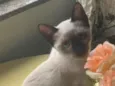 Minnie