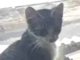 Tambaqui