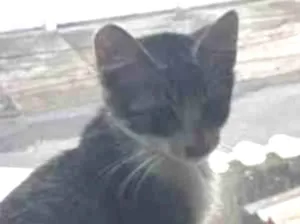 Gato raça SRD-ViraLata idade 2 a 6 meses nome Tambaqui