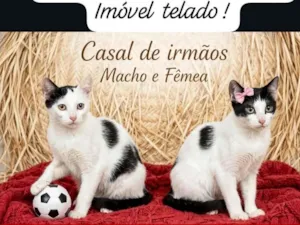 Gato raça SRD-ViraLata idade 2 a 6 meses nome Lok e Lara: 6meses