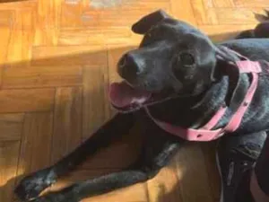 Cachorro raça SRD-ViraLata idade 3 anos nome Lupi