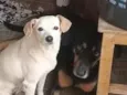 lori ( a branquinha) luki (o pretinho)