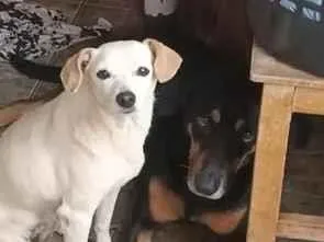 Cachorro raça SRD-ViraLata idade 4 anos nome lori ( a branquinha) luki (o pretinho)