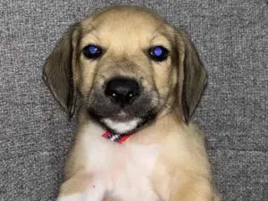 Cachorro raça SRD-ViraLata idade 2 a 6 meses nome Dollynho 