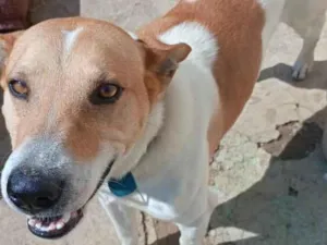 Cachorro raça SRD-ViraLata idade 3 anos nome Thor