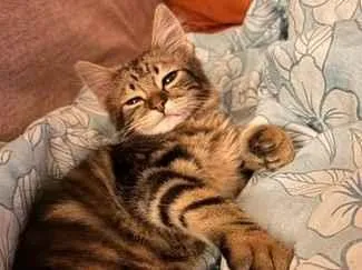 Gato raça SRD-ViraLata idade 2 a 6 meses nome Luigi Beethoven