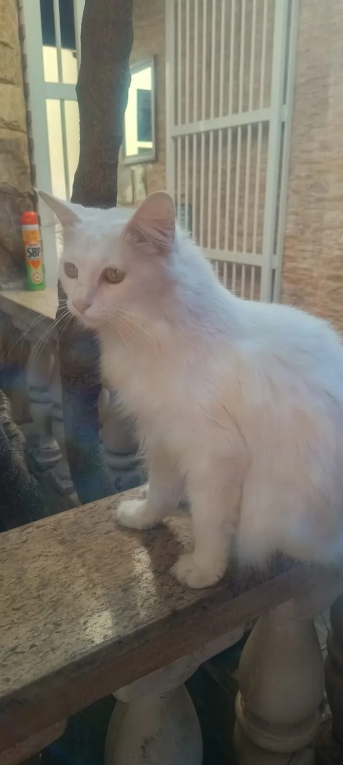 Gato raça SRD-ViraLata idade 1 ano nome Marie, Jade e Safira