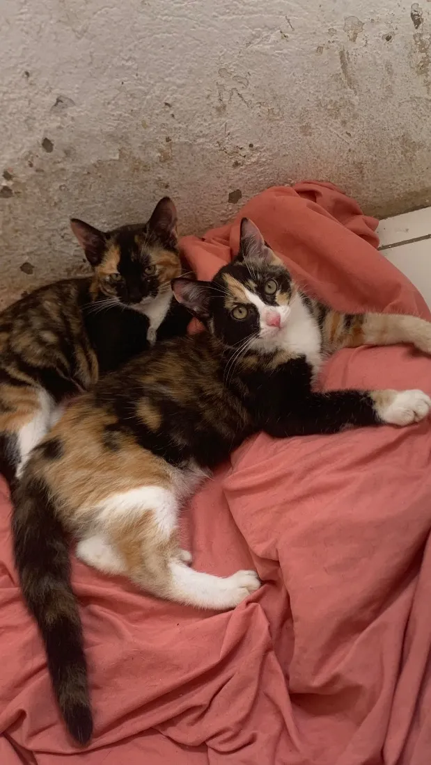 Gato raça SRD-ViraLata idade 2 a 6 meses nome Não tem nome 