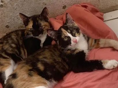 Gato raça SRD-ViraLata idade 2 a 6 meses nome Não tem nome 