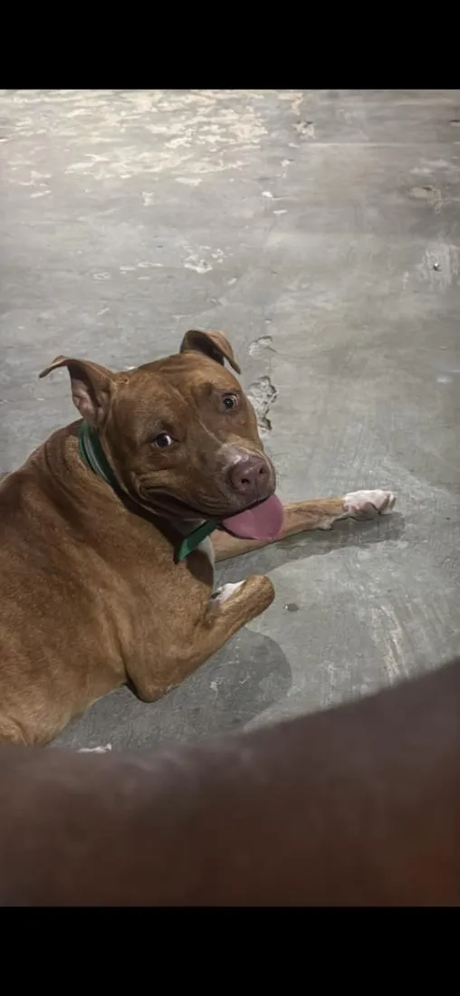 Cachorro raça Pit-Bull idade 1 ano nome NEGÃO