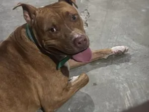 Cachorro raça Pit-Bull idade 1 ano nome NEGÃO