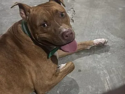 Cachorro raça Pit-Bull idade 1 ano nome NEGÃO