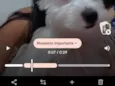 floquinho