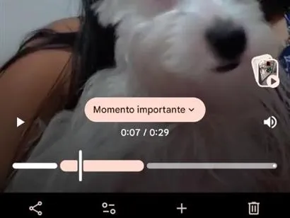 Cachorro raça Lhasa Apso idade 1 ano nome floquinho