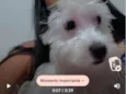 floquinho